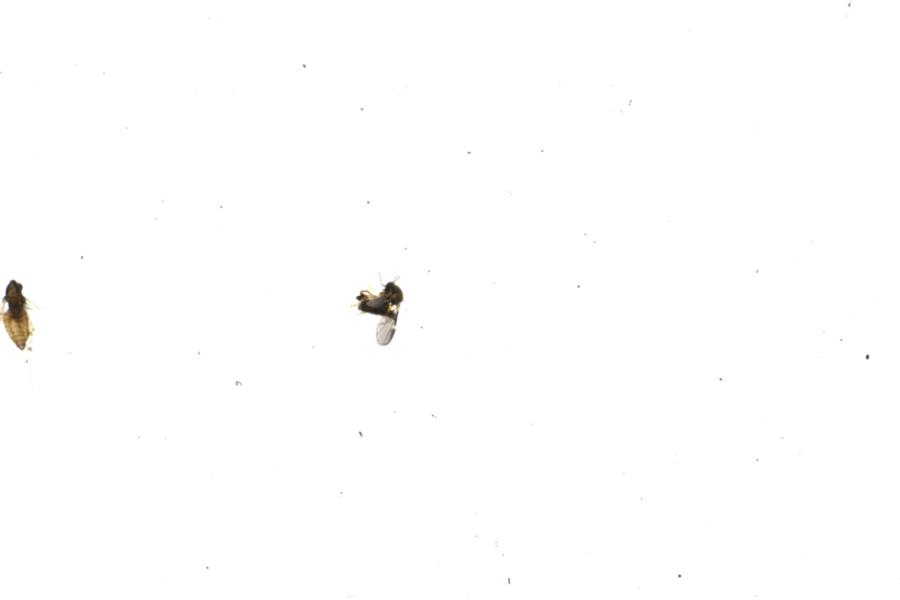 Image 44